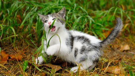 Cat food we humans provide is intended to 2. Why do cats eat grass? - Adventure Cats
