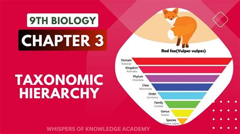 Taxonomic Hierarchy 9th Biology Chapter 3 Lecture 5 Biology By