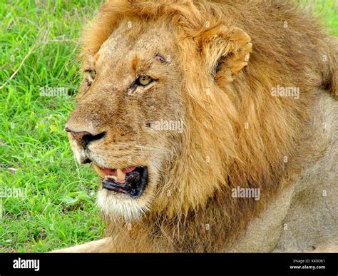 Male Lion In The Afternoon Sun South Africa Stock Photo Alamy