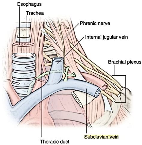 Easy Notes On 【subclavian Vein】learn In Just 4 Minutes