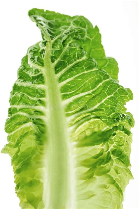 Lettuce Stock Photo Image Of Flavor Greenery Vegan 103463688