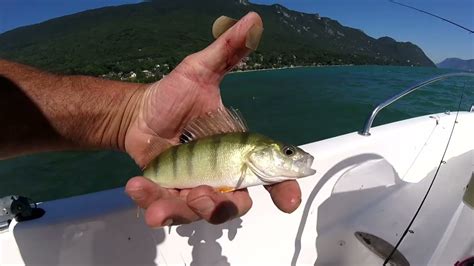 Pêche Du Perchot Au Lac Du Bourget Youtube