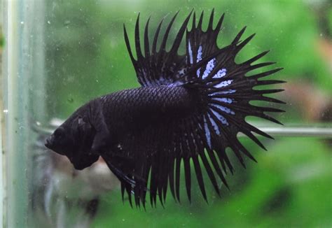 Black Orchid Crowntail Betta Live Betta Fish Female Black Orchid