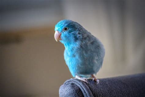 Teach Cool Tricks To Your Lovely Pet Birds At Home