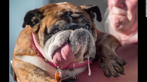 Worlds Ugliest Dog Title Goes To English Bulldog Zsa Zsa