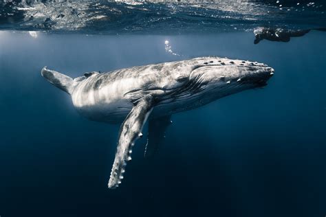 A Humpback Whale Calf Swims Near French Polynesia In This National