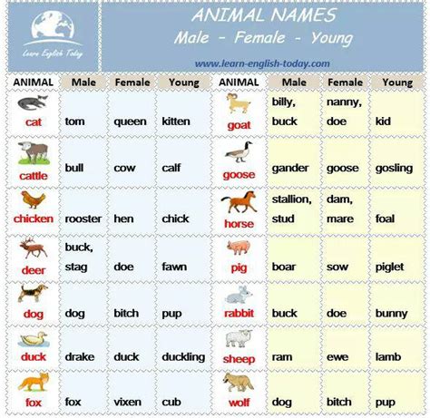 Animal Names In English Male Female Young Vocabulary Home