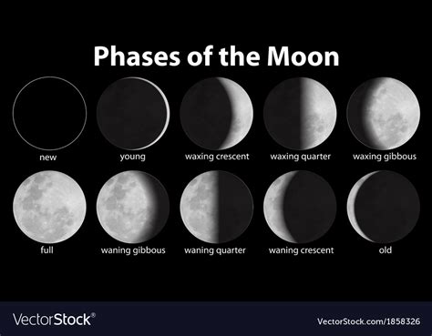 Phases Moon Royalty Free Vector Image Vectorstock