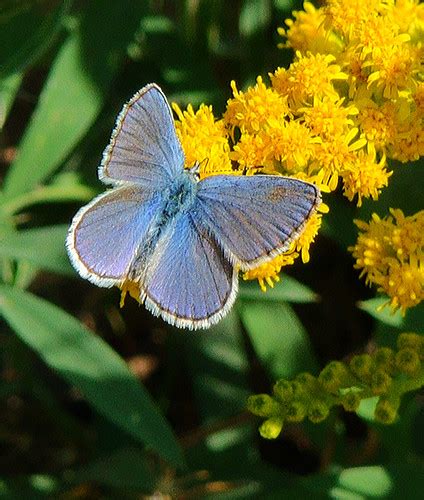 Northern Blue Butterfly