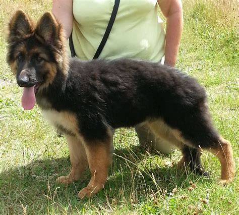 Long Haired German Shepherd Puppy Ashington Northumberland Pets4homes