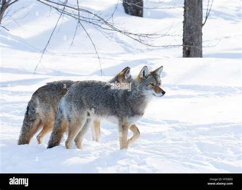Coyotes Canis Latrans In The Winter Snow In Canada Stock Photo Alamy