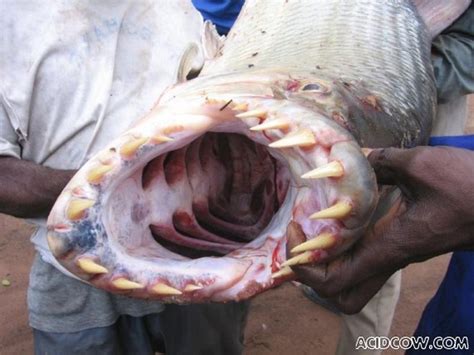 Scary Fish With Large Teeth 3 Pics