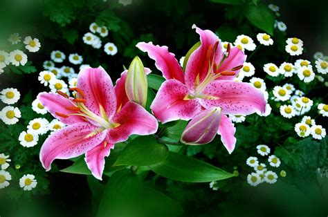 Easter Lilies Pink Flowers Wallpaper Lily Flower Lily Wallpaper