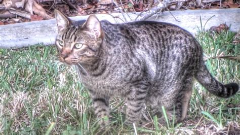 Feral Cat Documentary Youtube