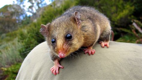 Mountain Pygmy Possum Facts Profile Traits Habitat Diet Mammal Age