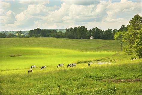 Cows Grazing On Grass In Farm Field Summer Maine Photograph By Keith