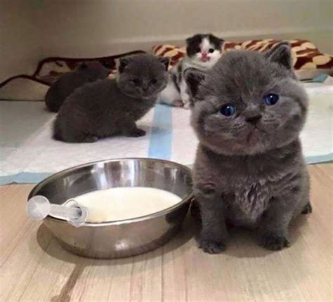 These Kittens Are So Cute Youll Wanna Squeeze Them To Death 74 Pics