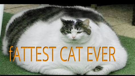 The Fattest Cat In The World Youtube