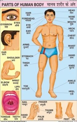 Tamil learn human body parts. Body Parts Chart - Body Parts Chart Manufacturer,Supplier ...