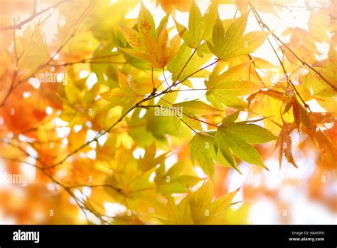 Japanese Maple Tree Yellow Autumn Leaves Stock Photo Alamy