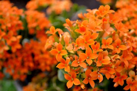 079 Flowers Orange