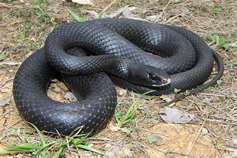 They are in the southern eastern part of the usa. Black Racer Snake Facts, Habitat, Diet, Adaptation, Pictures