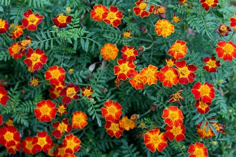 Flowers that attract bees ontario. Flowers That Attract Bees | Growing Guides