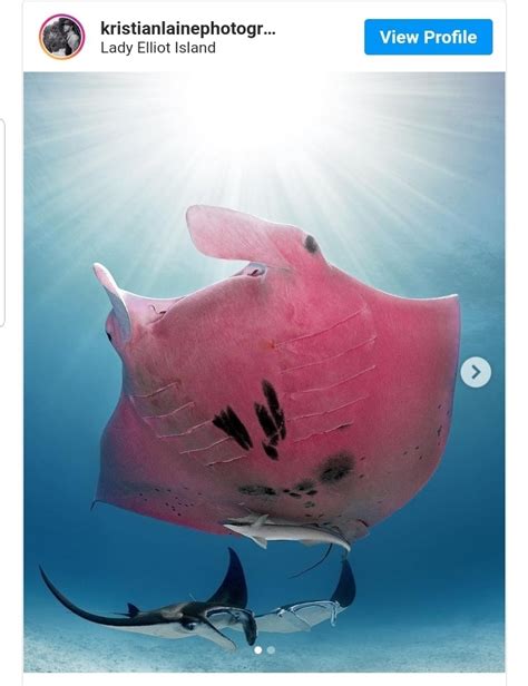 Photosamazing Photos Captured Of Worlds Only Pink Manta Ray