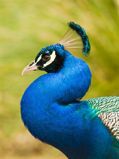 Peacock Is The National Bird Of India Pet Birds Realistic Art Bird