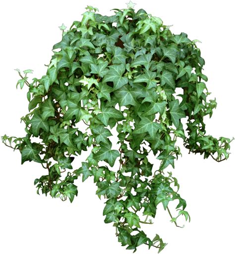 Download English Ivy Png Full Size Png Image Pngkit