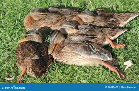 Sleeping Ducks Royalty Free Stock Photos Image 16015628