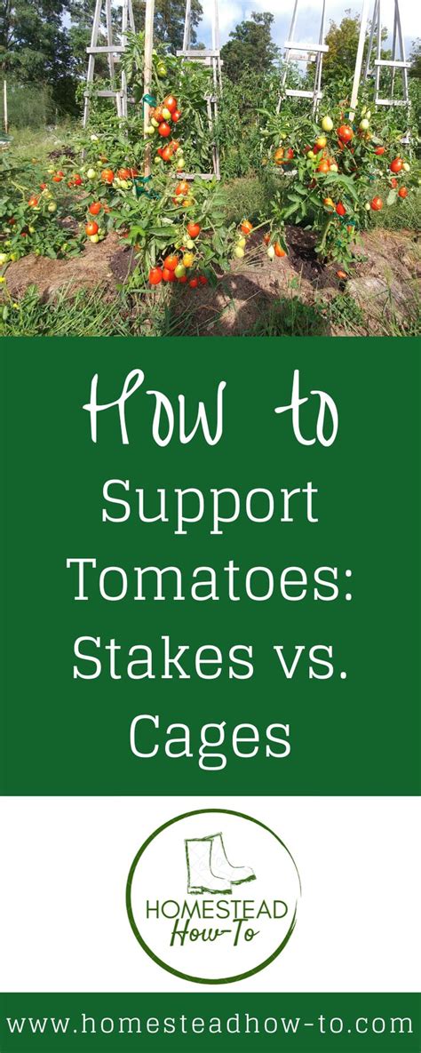 How To Support Tomatoes Stakes Vs Cages Homestead How To