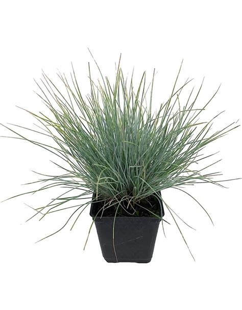 Festuca Glauca Elijah Blue The Garden Corner