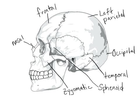 Printable Skull Anatomy Coloring Pages