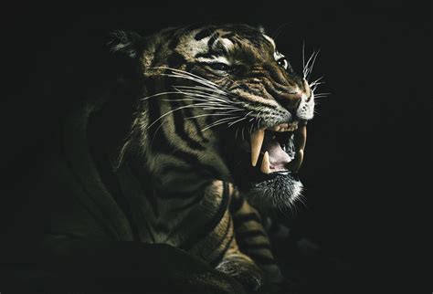 Roaring Tiger Hd Wallpaper