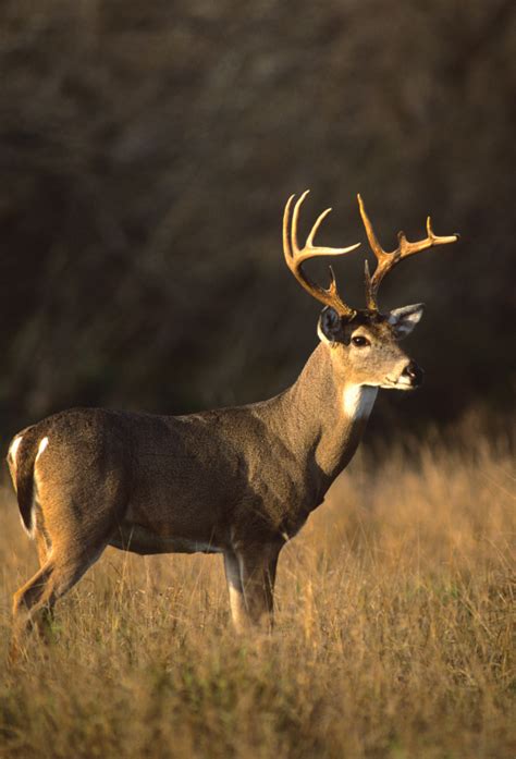 Inside Floridas White Tailed Deer Management — The Hunting Page