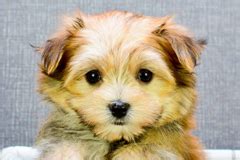 Pagesbusinesseslocal servicepet servicepuppies for sale in ohio. Small breed puppies for sale | Teacup Pups for sale in ...