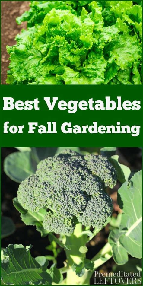 Best Vegetables For Fall Gardening A Guide To Which Vegetables You