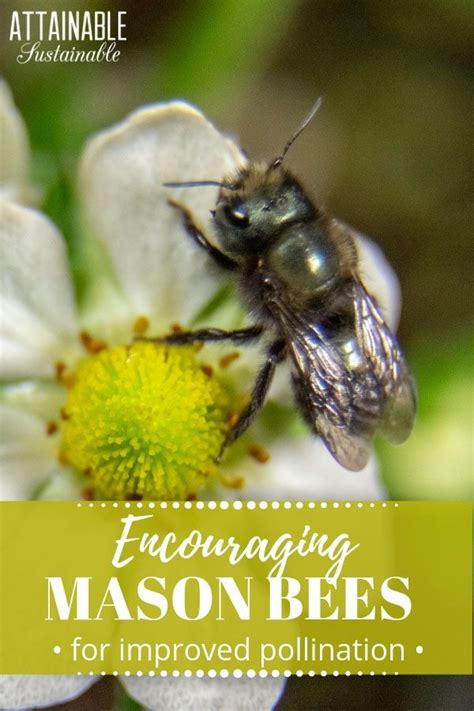 Mason Bees Are Good For The Garden Helping With Pollination Heres