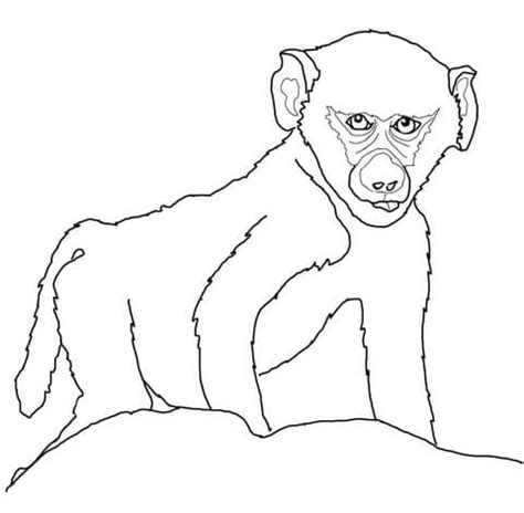 Physical maturation and age estimates of yellow baboons, papio. Baby Baboon coloring page | Free Printable Coloring Pages