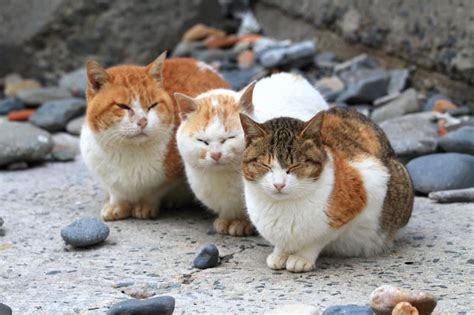 姫島の猫たち 2013 冬 その11 ねこ日和 ～我輩はノラである～