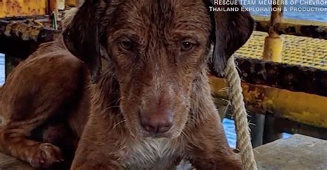 Dog Found Swimming 135 Miles From Shore Rescued By Oil Rig Workers