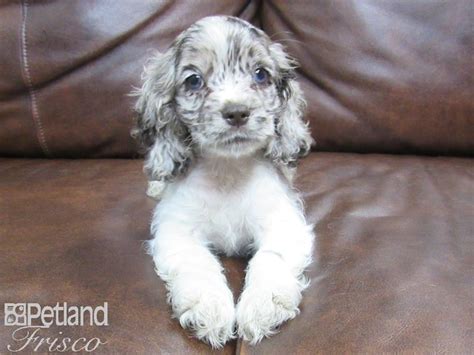 Contact the dog breeders below for cocker spaniel puppies for sale. Cocker Spaniel DOG CHOC MERLE PARTI ID:2530203 Located at Petland Frisco, TX