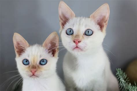 Flame Point Siamese Kitten