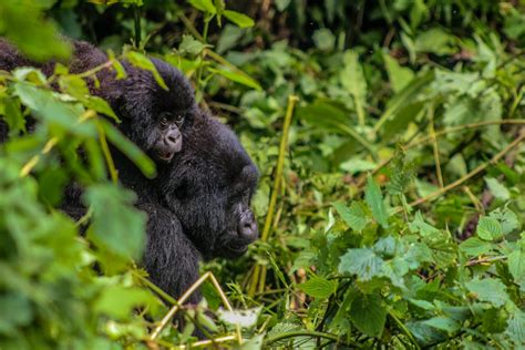 Mountain Gorilla Facts Virunga National Park Congo