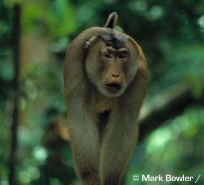 Spesies monyet yang sebelumnya tidak ada dalam catatan sains telah ditemukan di hutan terpencil di myanmar. Spesies Jenis Monyet Di Malaysia