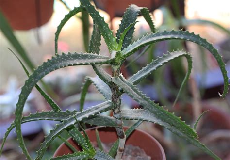 Aloe Varimaculata 2018 07 13 Cm Pot This Plant Was Bough Flickr
