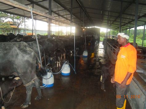 The country maintains a constant economical scale due to the. MIG FARM Sdn. Bhd.: MILKING PROCESS