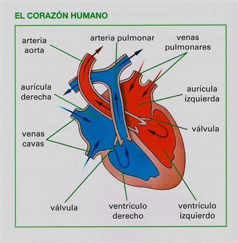 Cómo Dibujar Un Corazón Humano Novalena