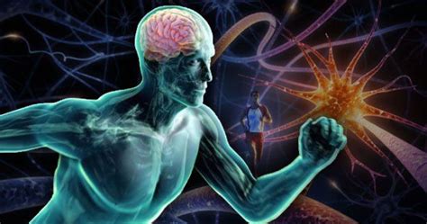 The Science Behind Exercise And Your Brain Brain Exercise Your Brain Exercise